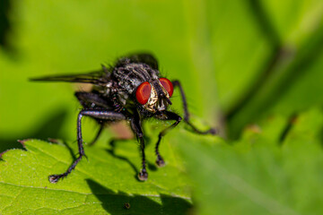 Fototapeta premium big red eyes. a fly on a green leaf. close-up. colorful macro photography. bokeh. blurred background