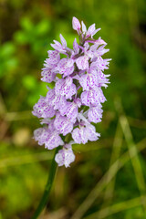 dactylorhiza on a blurred background with highlights and bokeh. colorful flower macro photo. space for text. beautiful screensaver. close-up.