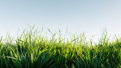 Lush green grass against a pale blue sky