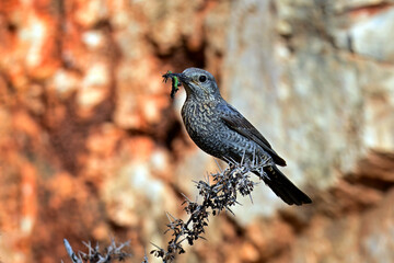 weibliche Blaumerle mit Futter im Schnabel // Blue rock thrush - female (Monticola solitarius) - Peloponnes, Griechenland
