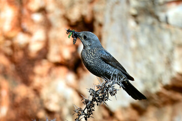 weibliche Blaumerle mit Futter im Schnabel // Blue rock thrush - female (Monticola solitarius) - Peloponnes, Griechenland