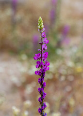 Obraz premium purple flowers in the desert