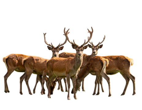Set of grazing deer in natural posture isolated on transparent background PNG