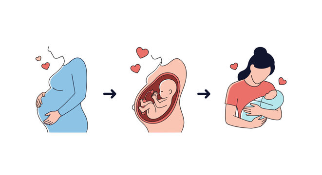 Understanding the journey of pregnancy fetal development and postnatal care for new mothers and babies