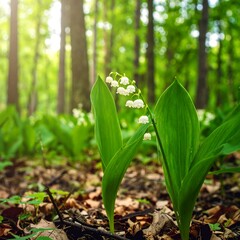 Obraz premium Forest floor with lilies of the valley