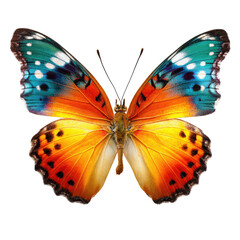 Obraz premium Vibrant butterfly wings, close-up, black background, nature photography, design element