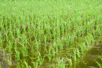 田植え後の稲が並んだ水田