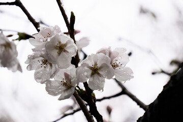 逆光の雨に濡れた桜の花