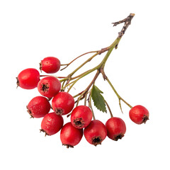 Red currant isolated on a transparent background
