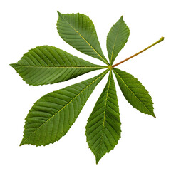 Green leaves isolated on a transparent background
