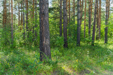 Lush green forest landscape with tall trees and sunlit vegetation
