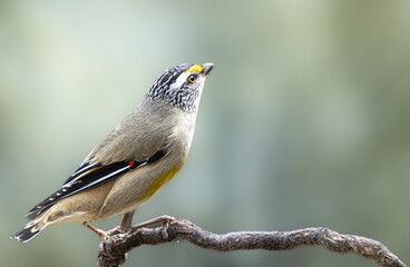 Striated Pardalote
