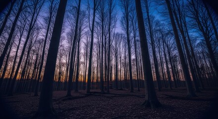 Forest of tall trees under a twilight sky, ground covered in leaves