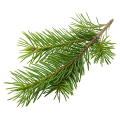 Christmas tree branch isolated on a transparent background
