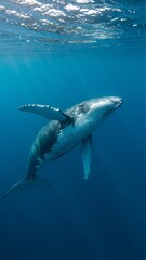 Fototapeta premium Humpback whale swimming underwater, vertical image