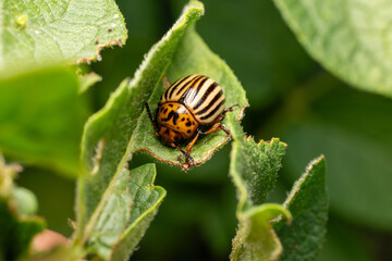 colorado potato beetle