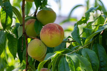 Ripe Peach on Tree Branch in Garden Setting