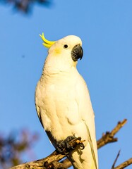 Close-up of a cockatoo