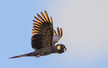 Yellow-Tailed black cockatoo