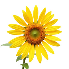 Fototapeta premium Vibrant Yellow Sunflower Blossom Isolated on Black Background Symbolizing Summer and Growth Radiating Warmth and Beauty