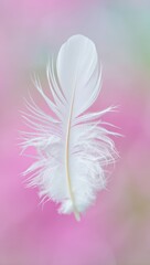 Delicate white feather with soft pink and blue watercolor background