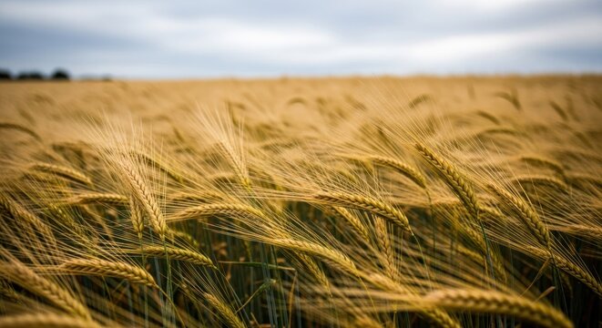 Golden wheat field swaying softly under cloudy sky, crops stretching far - Powered by Adobe