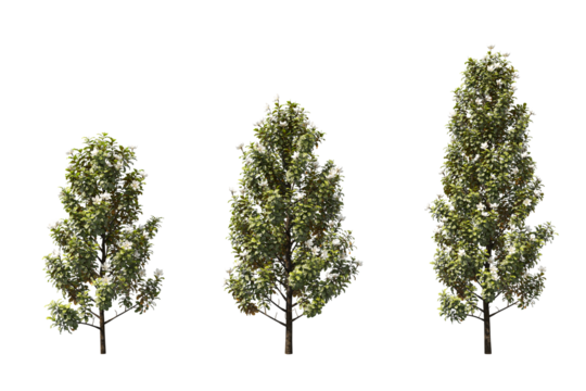 Cut out realistic perspective view greenery trees collection on transparent backgrounds. high quality 3d rendering. png format	