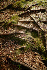 Tree roots spreading across forest floor covered with moss and dry leaves, intertwining and creating natural patterns in woodland setting, sunlight casting shadows on ground