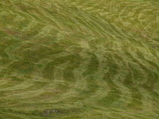 Freshly mown alpine meadow in South Tyrol.