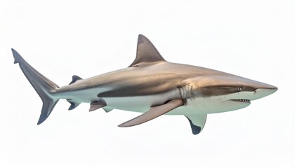 Fototapeta premium Shark