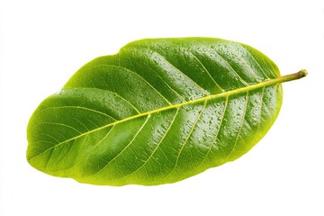 Obraz premium Close-up of a vibrant green leaf (1)