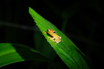 Beautiful frog sitting on a leaf in Costa Rica at night
