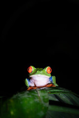 Front view of a frog on a leaf in Costa Rica at night