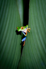 Funny frog looking behind a leaf