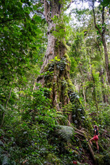  Girl posing at a 1000 year old tree in Boquete