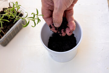 Planting rosemary plant into white pot