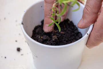 Close-up of hand pressing soil around rosemary plant in white pot