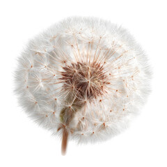 Fototapeta premium Dandelion seed head close-up, nature, white background, studio shot, botanical illustration
