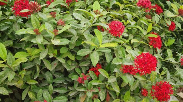 Exora flowers, red flowers and green leaves,  Ixora plant in park