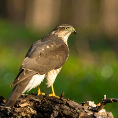 Obraz premium Hawk perched on a log