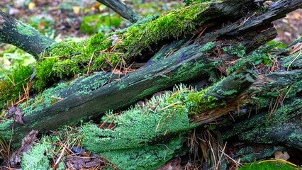 Moss stump. Old stump. In the old forest. Nature. lonely stump.