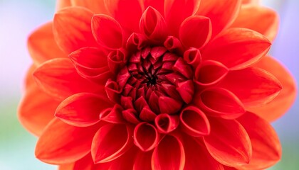 Close-up of a vibrant red dahlia, showcasing intricate petal detail and a central disc