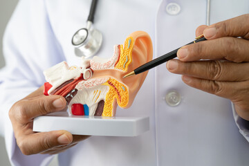 Asian doctor holding human ear model to learn and treat hearing loss in patient.