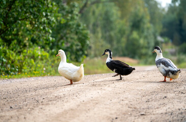 Ducks marching cross the road
