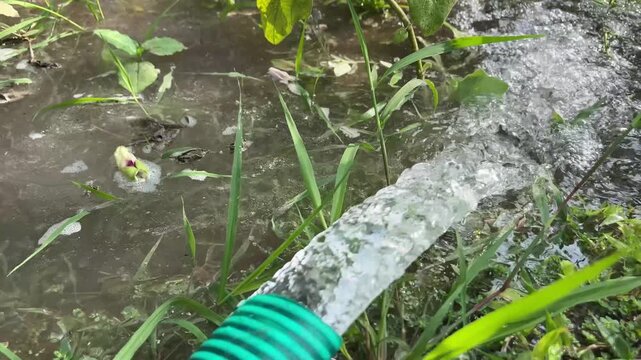 Water flowing from a motor pipe to irrigate brinjal plants in an agricultural field &ndash; close-up farming video showing irrigation process for vegetable crops.