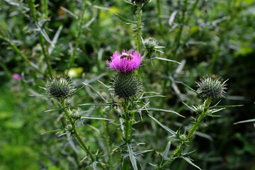Purple flower of Cirsium vulgare or spear thistle