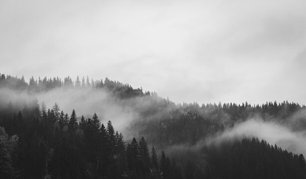 Fog in autumn mountains, black and white. Foggy day in autumn forest, monochrome. Amazing autumn forest panorama view. Autumnal misty landscape. Carpathian mountains landscape, Ukraine. 