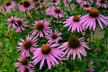 Fototapeta premium Bloom in nature echinacea purpurea