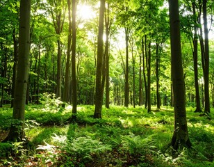 Obraz premium Sunlight streams through the lush green leaves of a spring forest path, highlighting the natural beauty of the wooded landscape