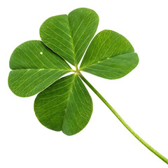 Green leaf with four points